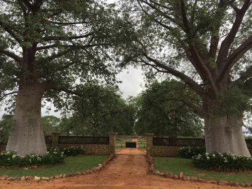 Baobab Lane Lodge - thumb 5