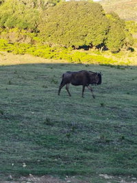 Baardbos Private Game Reserve Tourism Africa
