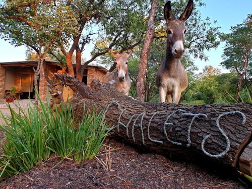 Aquizi Lodge - thumb 5