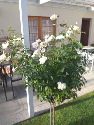 Ansa Guest House And Catering - thumb 1