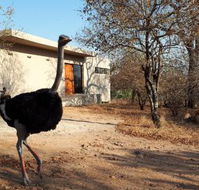 Birdsong Kruger - Tourism Africa