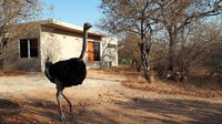 Birdsong Kruger Tourism Africa