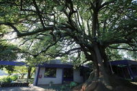 Big Tree Midrand Tourism Africa