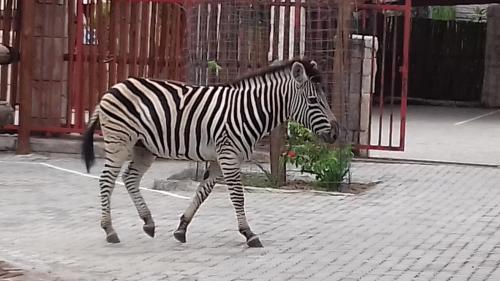 Beyond The Boma - thumb 1