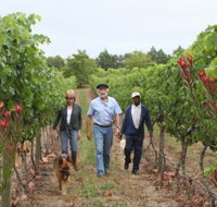 Belfield Wines and Farm Cottages - Tourism Africa