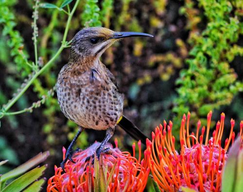 Beachcomber Overnight Stay Pringle Bay - Not Self-catering - thumb 1
