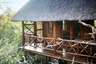 Lion Tree Bush Lodge Tourism Africa