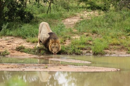 Lions Place - thumb 1