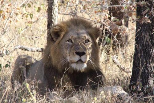 Lionsview Private Lodge - 6 Lions - thumb 2