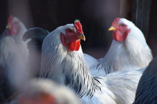 Makoadi Farms Guesthouse - thumb 2