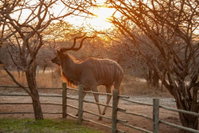 Marloth Park Sanbonani Tourism Africa