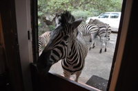 Milkwood Holiday Home Tourism Africa