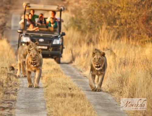 Morokolo Safari Lodge - thumb 0