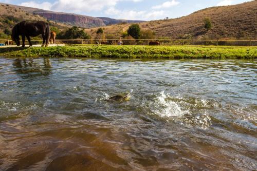 Nooitgedacht Trout Lodge - thumb 5