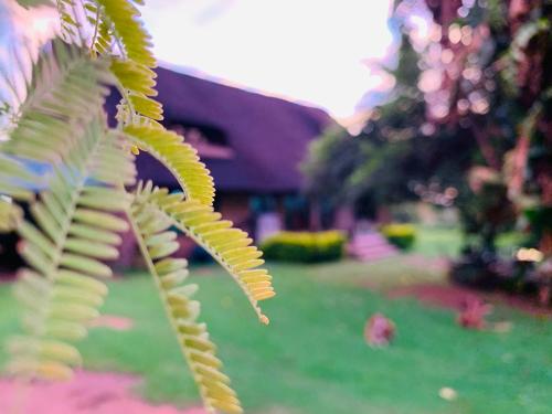 OppiPlasie Guest House - thumb 1