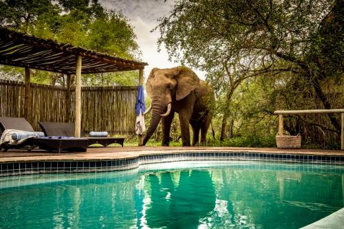 Rhino Post Safari Lodge - thumb 3