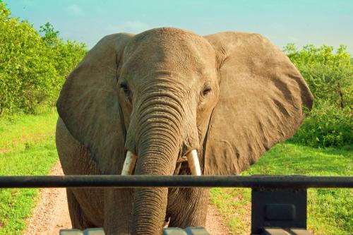 Rhino Ridge Safari Lodge - thumb 1