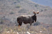 Riverstone Game Farm Tourism Africa