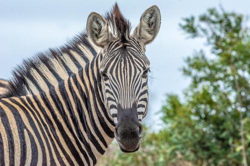 Rooiberg Lodge - thumb 5