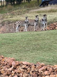 Sedgefield Lodge Tourism Africa