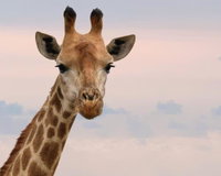 Soloko Game farm Tourism Africa