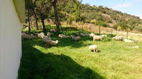 Springwater Cottages Tourism Africa