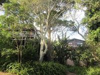 Treehouse Cottage Tourism Africa