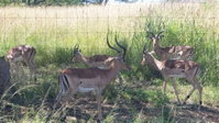 Verdant Valley Lodge Tourism Africa