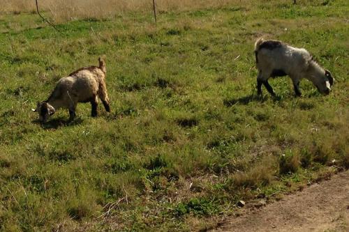 Vlei House - Pet Friendly - thumb 5