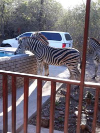 Wild Escape Tourism Africa