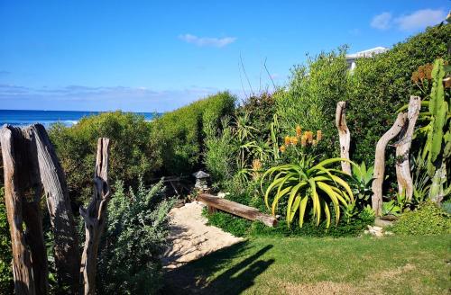 52 Albatros - thumb 5