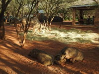 462 Bosbok Chalets Tourism Africa