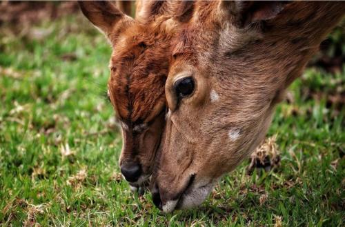 42@ Ditholo Game Lodge - thumb 1