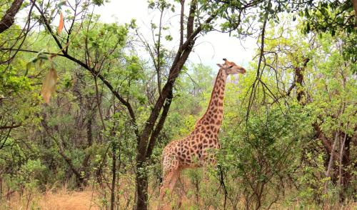 Zebra Nature Reserve - thumb 4