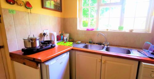 â‚Dragonfly Dreams: Colour, Elegance, Hidden Gem - thumb 3