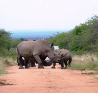 Bush Dream Mabalingwe - Tourism Africa
