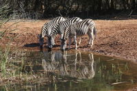 Bushbaby Lodge Tourism Africa