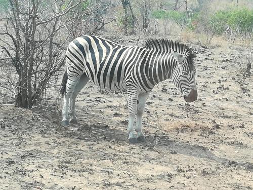 Bushbuckridge Micanolia Guest House - thumb 3