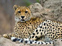 Book Skukuza Hotels, Tourism Africa Tourism Africa