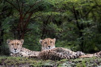 Cheetah Ridge Lodge Tourism Africa