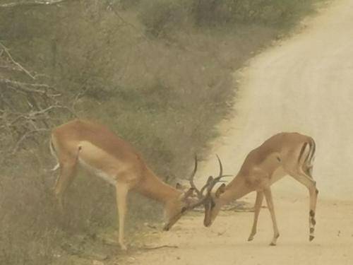 Crocodile Bend - thumb 1