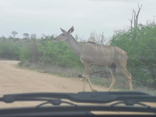 Crocodile Bend - thumb 4