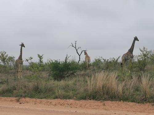 Crocodile Bend - thumb 0