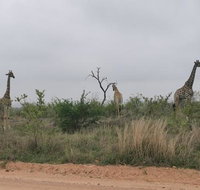 Crocodile Bend - Accommodation Africa