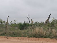 Book Mpakeni Hotels, Tourism Africa Tourism Africa