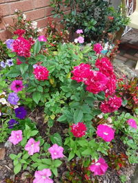 Dollies place Tourism Africa