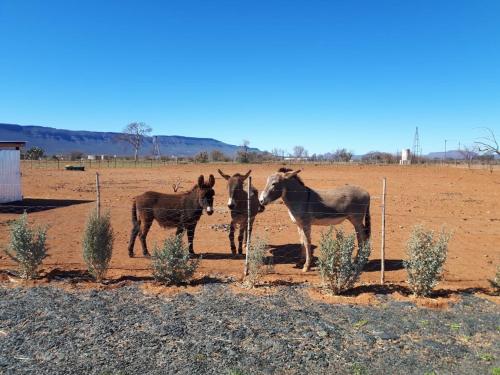 Donkieshoek Accommodation & Campsite, Calvinia - thumb 1