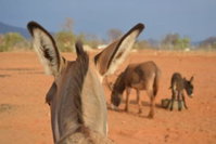 Donkieshoek Accommodation  Campsite Calvinia Tourism Africa