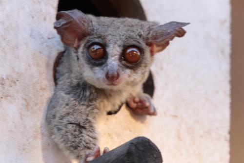 Doringpoort Lodge - thumb 1