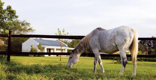 Elephant House - thumb 1